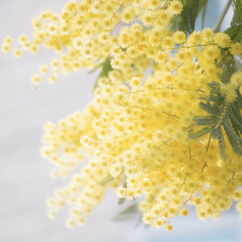 kwiaty mimozy